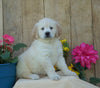 AKC Registered Golden Retriever For Sale Wooster, OH Female- Sally
