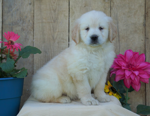 AKC Registered Golden Retriever For Sale Wooster, OH Female- Sherry