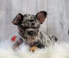 Registered French Bulldog For Sale Fredericksburg, OH Female- Kaylee