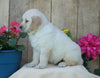 AKC Registered Golden Retriever For Sale Wooster, OH Male- Sam