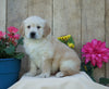 AKC Registered Golden Retriever For Sale Wooster, OH Male- Star