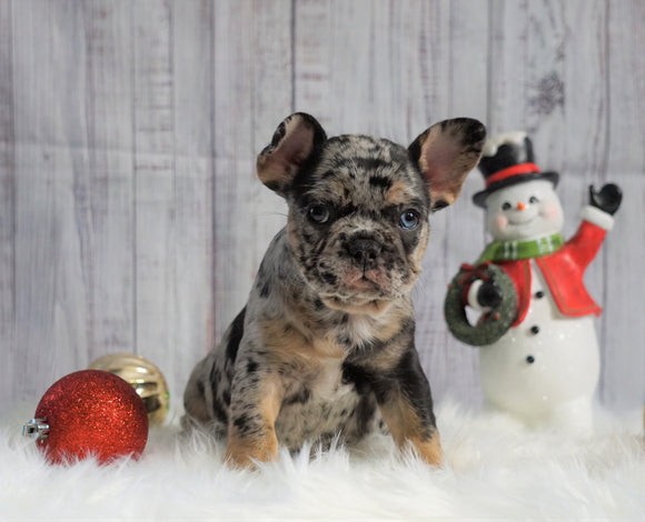 Registered French Bulldog For Sale Fredericksburg, OH Female- Kaylee