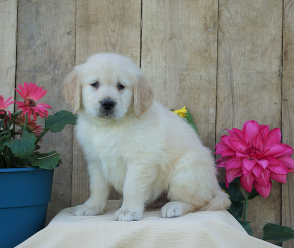 AKC Registered Golden Retriever For Sale Wooster, OH Male- Solo