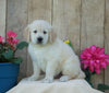 AKC Registered Golden Retriever For Sale Wooster, OH Male- Solo