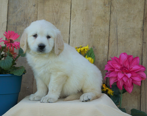 AKC Registered Golden Retriever For Sale Wooster, OH Male- Stan
