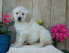 AKC Registered Golden Retriever For Sale Wooster, OH Male- Stamp
