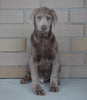 AKC Registered Silver Labrador Retriever Puppy For Sale Sugarcreek, OH Male- Santa