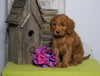 Mini F1B Labradoodle For Sale Millersburg, OH Female- Happy