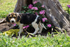 Beagle Puppy For Sale Fredericktown OH Female- Amber