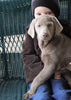 AKC Registered Silver Labrador Retriever Puppy For Sale Sugarcreek, OH Male- Santa