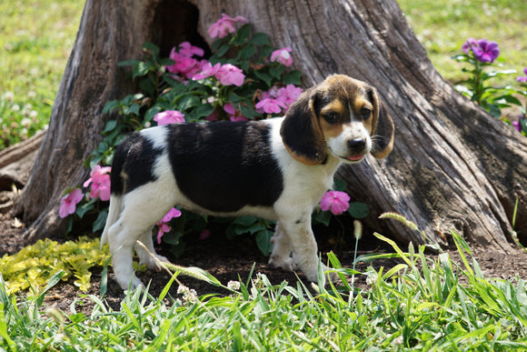 Beagle Puppy For Sale Fredericktown OH Female- Amber