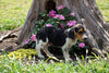 Beagle Puppy For Sale Fredericktown OH Female- Suzie