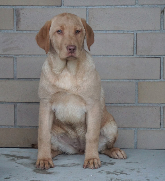 ACA Registered Labrador Retriever For Sale Sugarcreek, OH Female- Mary