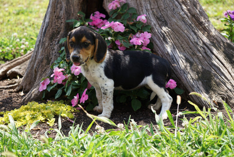 Beagle Puppy For Sale Fredericktown OH Female- Suzie