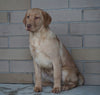 ACA Registered Labrador Retriever For Sale Sugarcreek, OH Female- Mary