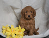 Mini F1B Labradoodle For Sale Millersburg, OH Female- Happy