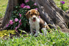 Beagle Puppy For Sale Fredericktown OH Female- Rosie
