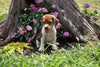 Beagle Puppy For Sale Fredericktown OH Female- Rosie