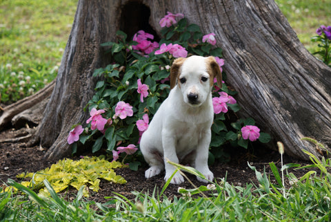 Beagle Puppy For Sale Fredericktown OH Female- Misty