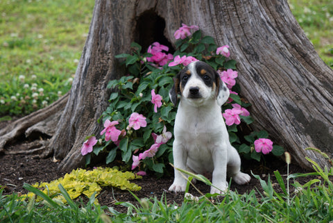 Beagle Puppy For Sale Fredericktown OH Male- Russel