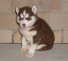 AKC Registered Siberian Husky For Sale Sugarcreek, OH Female- Sally