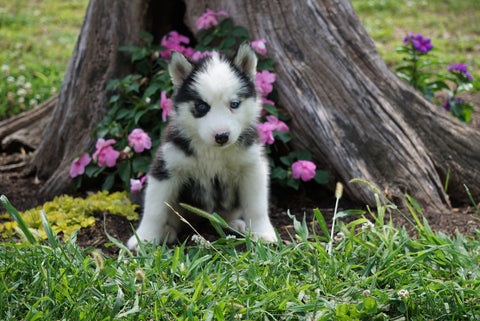Siberian Husky For Sale Fredericktown OH Female- Willow