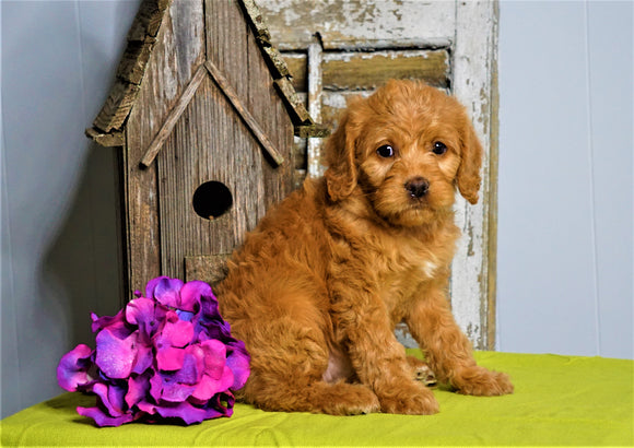 Mini F1B Labradoodle For Sale Millersburg, OH Female- Helen