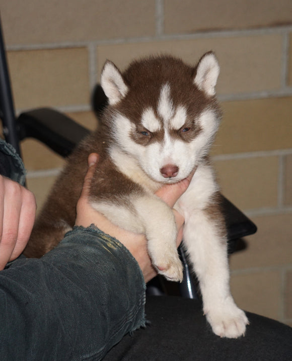 AKC Registered Siberian Husky For Sale Sugarcreek, OH Female- Sally
