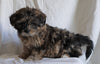 Shih- Poo For Sale Millersburg, OH Female- Lilac