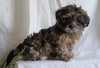 Shih- Poo For Sale Millersburg, OH Female- Lilac