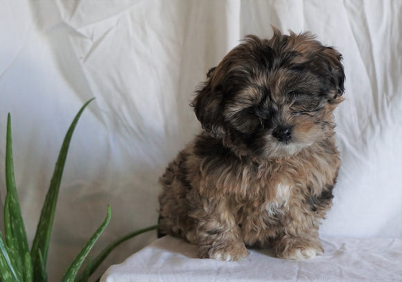 Shih- Poo For Sale Millersburg, OH Female- Lilac