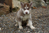 Siberian Husky For Sale Dundee OH Male- Balto
