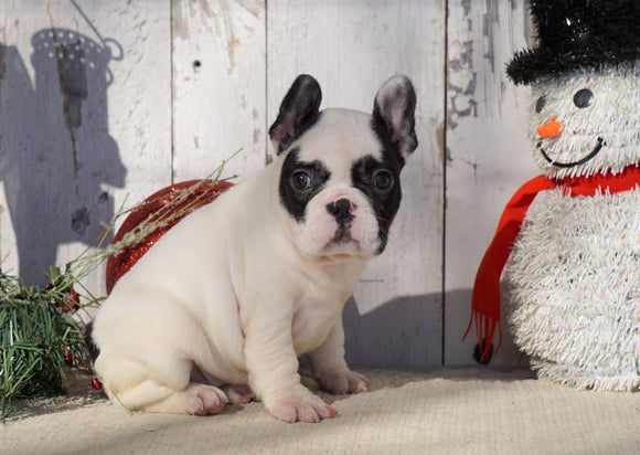 AKC Registered French Bulldog For Sale Millersburg, OH Female- Maggie