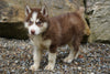 Siberian Husky For Sale Dundee OH Male- Ford