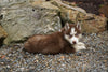 Siberian Husky For Sale Dundee OH Male- Ford
