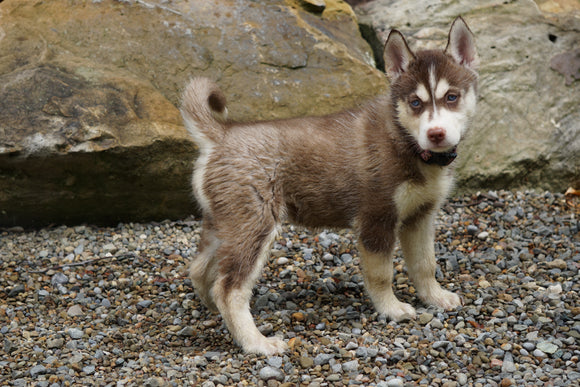 Siberian Husky For Sale Dundee OH Female- Mustang