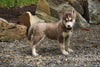 Siberian Husky For Sale Dundee OH Female- Mustang