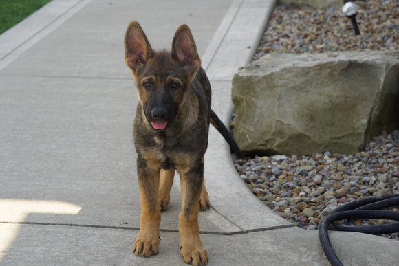 AKC Registered German Shepherd For Sale Millersburg OH Male- Pluto