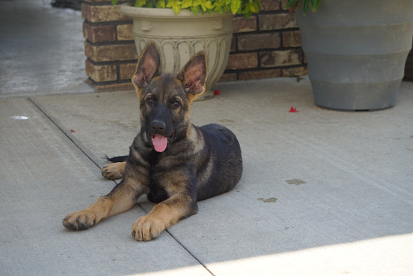 AKC Registered German Shepherd For Sale Millersburg OH Male- Rodger