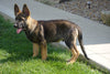 AKC Registered German Shepherd For Sale Millersburg OH Male- Rodger