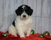 F1B Mini Sheepadoodle For Sale Wooster, OH Male- Sparky