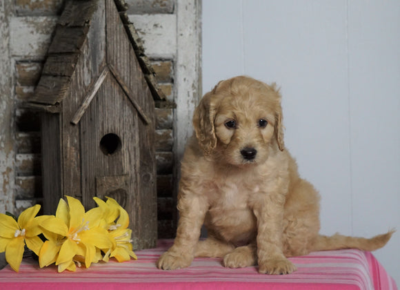 Mini F1B Labradoodle For Sale Millersburg, OH Female- Harriet