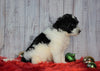 F1B Mini Sheepadoodle For Sale Wooster, OH Male- Sparky