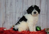 F1B Mini Sheepadoodle For Sale Wooster, OH Male- Sparky