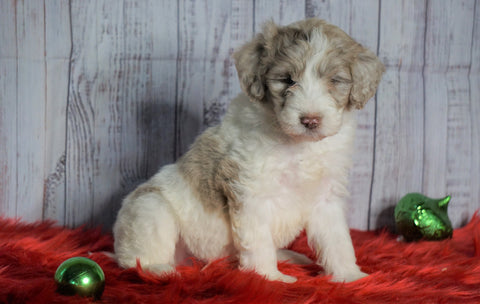 F1B Mini Sheepadoodle For Sale Wooster, OH Female- Bonnie