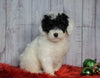 F1B Mini Sheepadoodle For Sale Wooster, OH Female- Casey