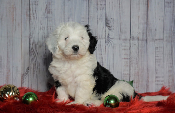 F1B Mini Sheepadoodle For Sale Wooster, OH Male- Tyson