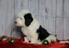 F1B Mini Sheepadoodle For Sale Wooster, OH Male- Tyson
