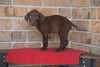 AKC Registered German Shorthaired Pointer For Sale Millersburg OH Female- Macey