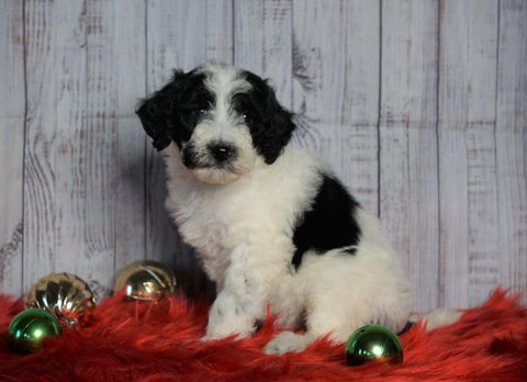 F1B Mini Sheepadoodle For Sale Wooster, OH Female- Riley